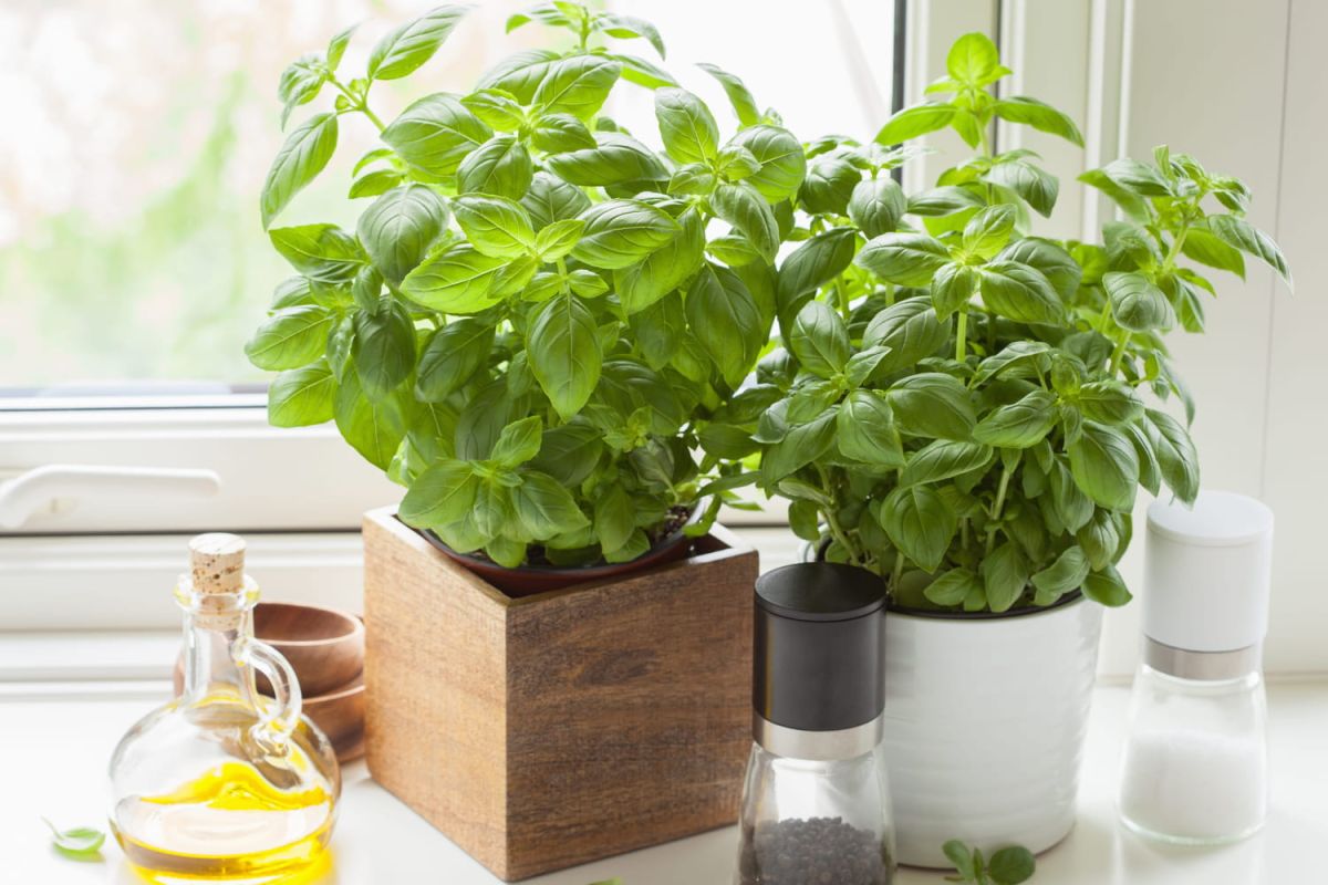 Conservez votre basilic et savourez-le tout l'hiver