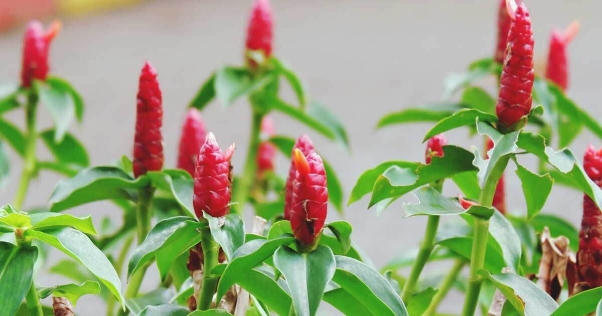 Redécouvrez le gingembre : l'ingrédient qui dynamise vos recettes