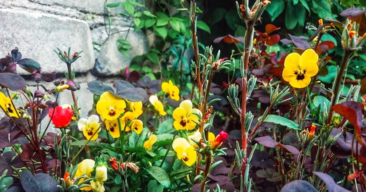 les fleurs comestibles à savourer cet été