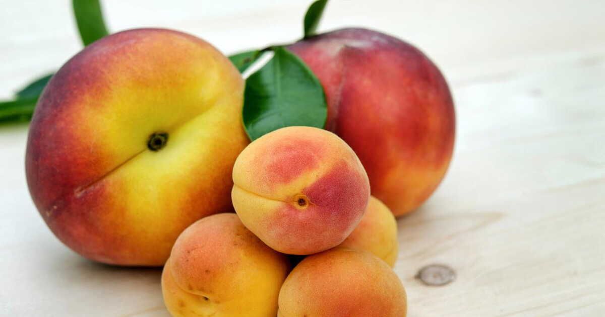 Les délices fruités de la rentrée : focus sur brugnon et nectarine
