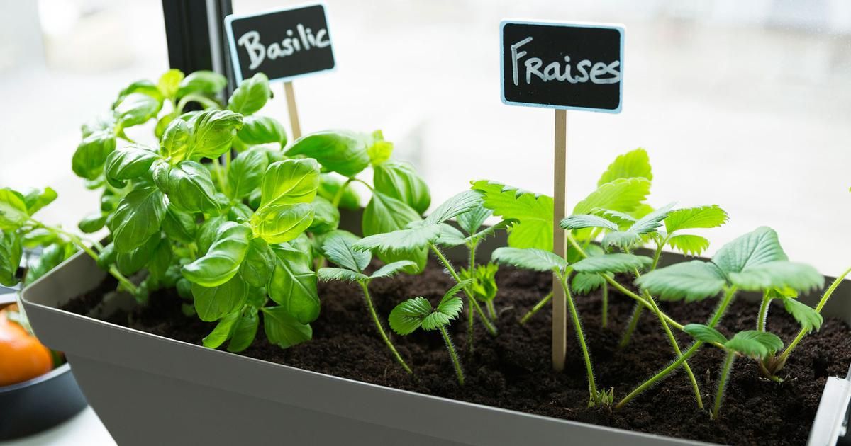 Un potager sur le balcon et des gâteaux apéritifs, les tendances culinaires de la semaine