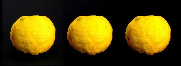 À la découverte du yuzu, l'agrume star des fêtes