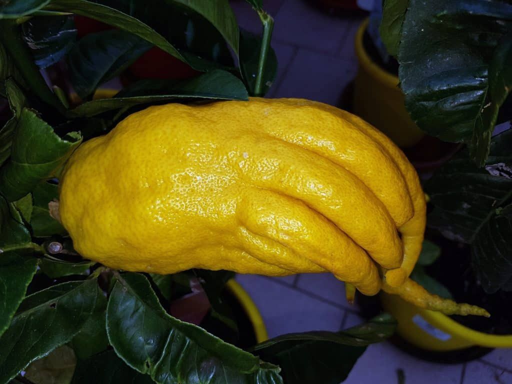La main de Bouddha, un fruit qui transforme votre cuisine