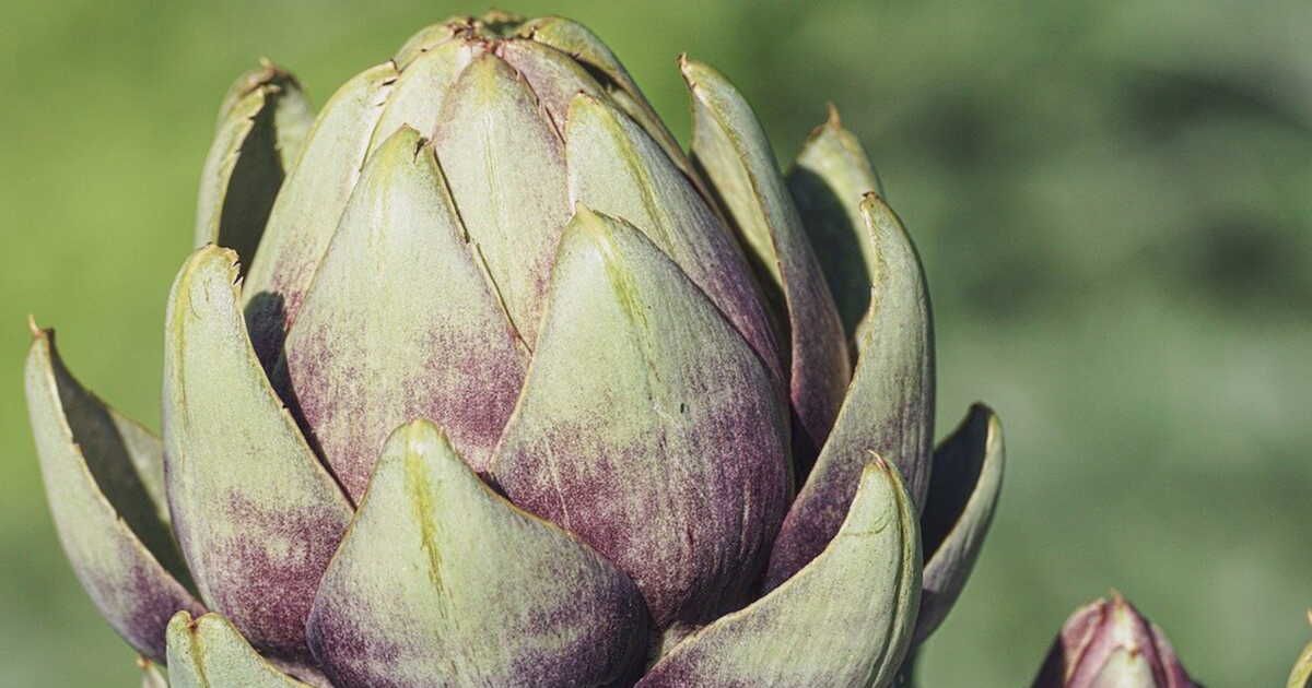 L'artichaut, l'or vert du Roussillon