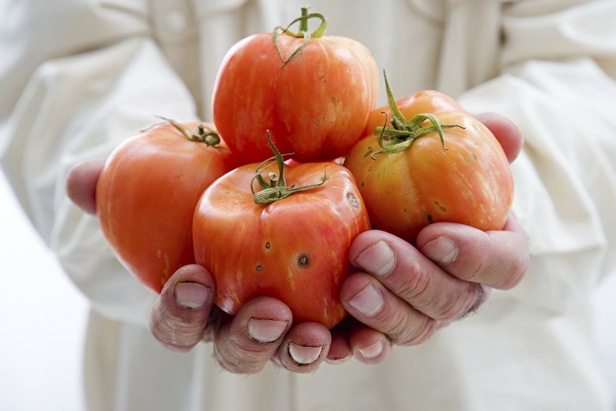 Les bienfaits surprenants de la tomate estivale pour votre cœur