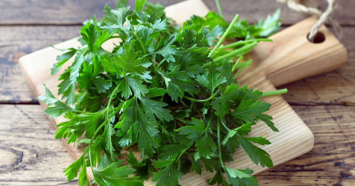 Distinguer coriandre et persil plat : 2 astuces à connaître