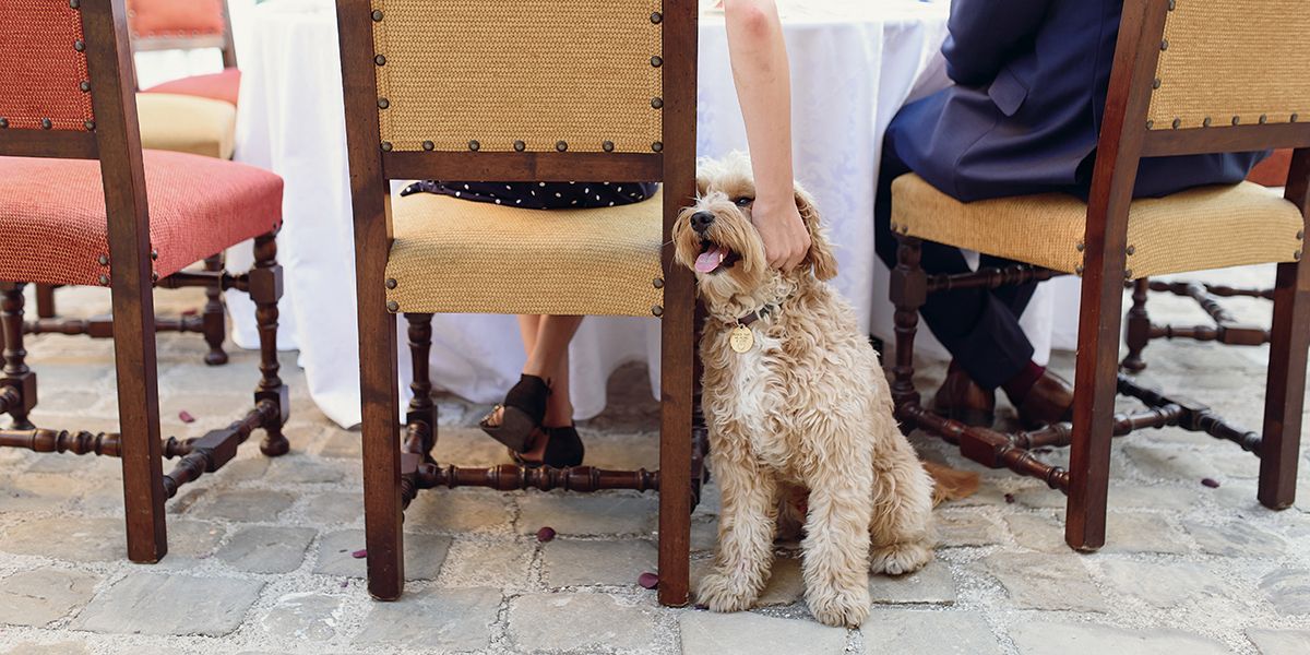 Pourquoi donner les restes de repas à votre chien est une mauvaise idée