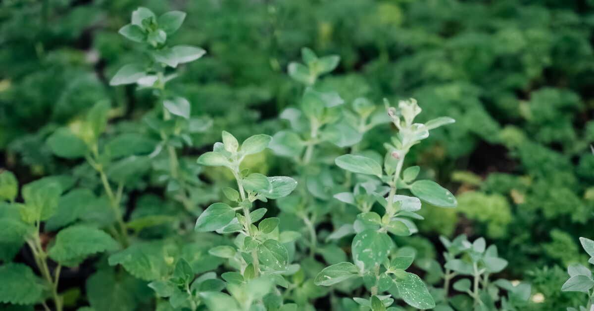 L'origan, la touche méditerranéenne qui sublime vos plats