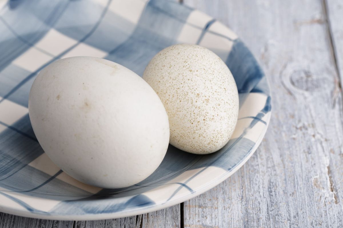 Oeuf d'oie : les secrets d'une cuisson parfaite