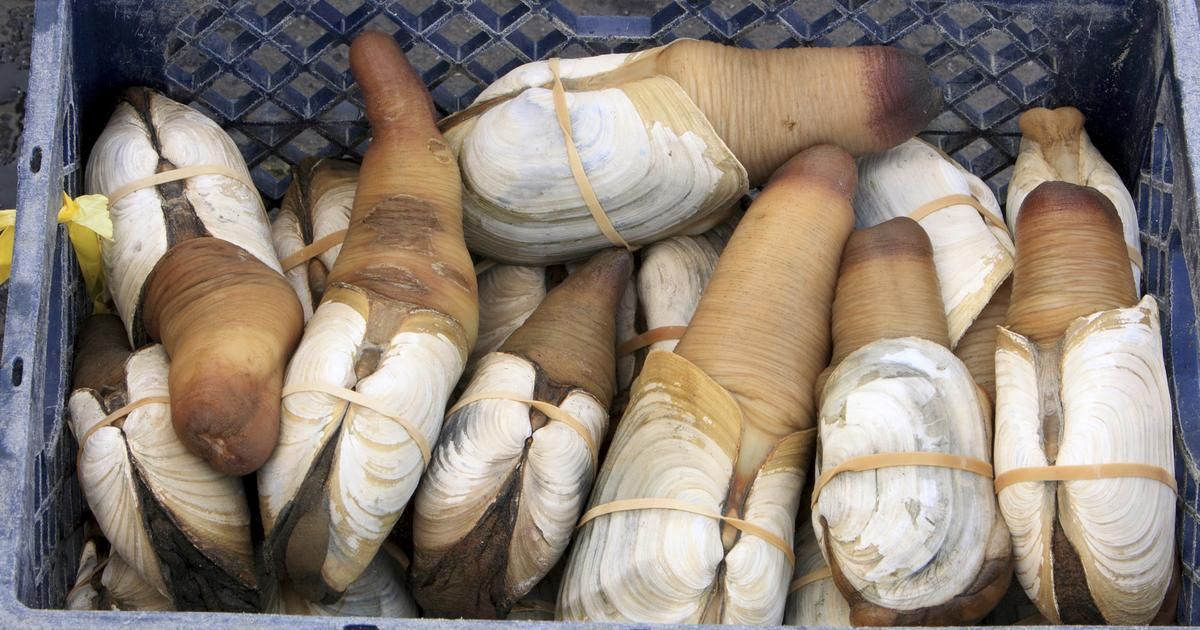 À la découverte du panope, ce mollusque prisé des gourmets asiatiques
