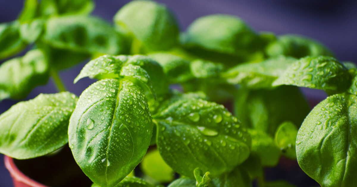 Tout savoir sur le basilic