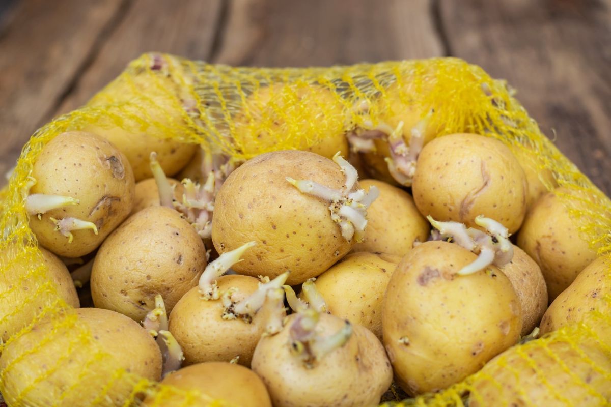 conservez vos pommes de terre plus longtemps grâce à ces 7 astuces simples