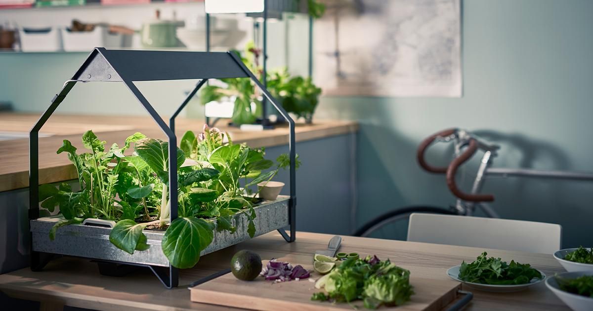 Cultiver son propre jardin urbain : la tendance des potagers de cuisine