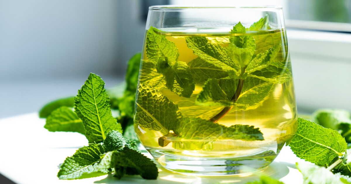 Les secrets bien-être de la menthe : au-delà du goût